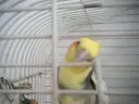 Bird Loves Price Is Right