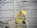 Bird Loves Price Is Right