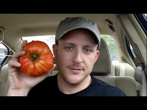 how to grow tomatoes in nj