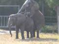 Elephants in Love