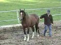 Relating to the horse in his herd lenguage Relating to the horse in his herd lenguage