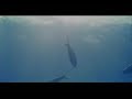 Xel-Ha Comercial