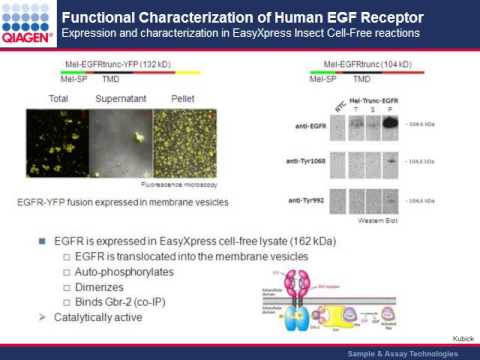 how to isolate transmembrane proteins