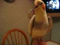 Beacon the cockatiel gives a speech.