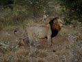 lions-fight.html