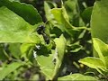 Insect Porn
