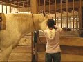 Marcus - HUGE, sweet, quiet, draft cross!