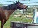 Cute pony i saw at a show!!! Cute pony i saw at a show!!!