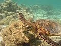Turtle Swimming At Fihalhohi Maldives #4