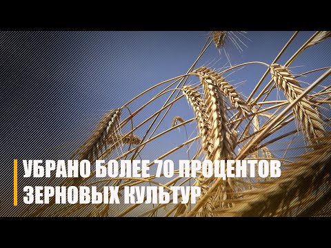 В регионе убрано более 70 процентов зерновых культур видео