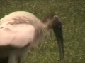 Florida Bird Watching 3