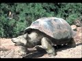 Amazing morphed animals - photoshop weirdness