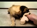 2010-05-24 | Puggle Bruno playing on stairs ~> This video was uploaded from an Android phone. ()