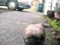 the little fat jack puppy runs at the camera