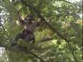 Brooklyn Botanic Garden: Tree Trimming