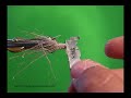 Goddard caddis