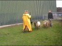 Sheepherding Kelpie Amy Sheepherding Kelpie Amy