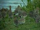 Black Tailed Godwit (Limosa limosa) Black Tailed Godwit (Limosa limosa)