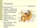 The Male Reproductive System The Male Reproductive System