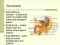 The Male Reproductive System