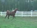SAFE horse Annie Oatley