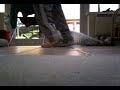 shaney dancing