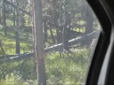 Best Of Yellowstone 2008 Pt. 3