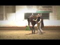 Warrior's Marque (51) 2007 Irish Draught Sporthorse gelding