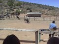 Ostrich ride (Oudshoorn, South Africa)