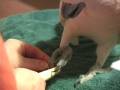 Tues. Morning Pedicure