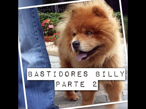 Bastidores Parte 2 - Billy, o chow chow agressivo na casa de Alexandre Rossi