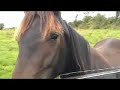 animals in Ireland & music: The Bothy band