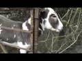 animals in Ireland & music: The Bothy band