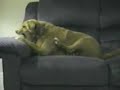 dont touch my bone world funnyest dog!