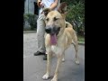 La historia de Twister �Lo adoptas?