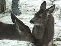 Deer in the Snowy Yard Deer in the Snowy Yard