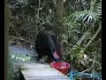 Cassowary having a drink Cassowary having a drink