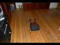 Deadly Backpack 3 animation