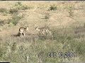 VENADOS PELEANDO