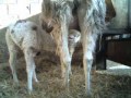 Sinchita Ann Noveno Roca DoB 130308 - 9 days old