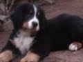 Bernese Mountain Dog / Boyero de Berna Bernese Mountain Dog / Boyero de Berna