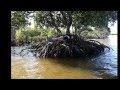 West Republic The Original Plankin' Song Official Music Video and Lyrics