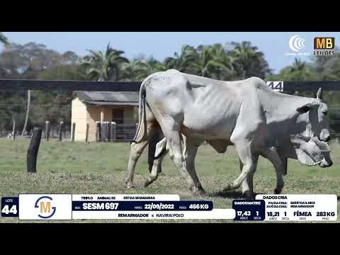 2� DE OLHO NA FAZENDA NELORE SESMARIAS