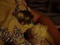 Andulka vlnkovaná, Andulka, Andulky... krmené... více na http://www.rucnedokrmenipapousci.wbs.czKakadu cockatoo žako kongo Congo amazoňan amazona agapornis alexandr malý Alexander small velký the great čínský Chinese pink ara aratinga sun zlatý gold Barnard collar Eklektus Eclectus mníšek šedý Quaker Parrot blue Nandej Neoféma parrot papoušek Nestor kea korelka korela cockatiel korely andulka budgerigar andulky Budgerigars Pyrura Kakariki rosela Yellow Rosella Eastern lutino lutin Pennant Mutation