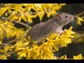 Cute Rat Slideshow