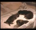 Four kittens