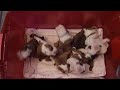 My Dad's bulldog puppies sure can wiggle!!! - Bulldog Puppies Wiggle.MOV - http://www.youtube.com/watch?v=qCrbL41S4JU&feature=youtube_gdata (via http://ff.im/QXJOQ)