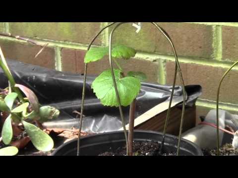 how to transplant grape vine cuttings