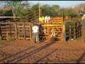rodeio em rosana