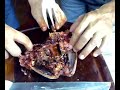 autopsia da paca